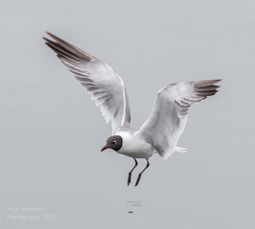 Laughing Gull