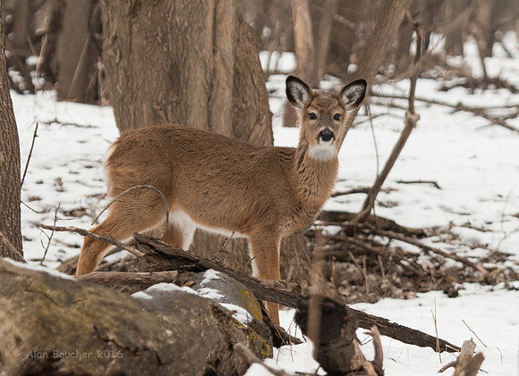 Curious Young Doe