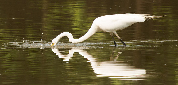 Great Egret spear fishing