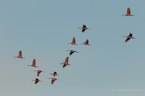 Sedge of Cranes on the wing