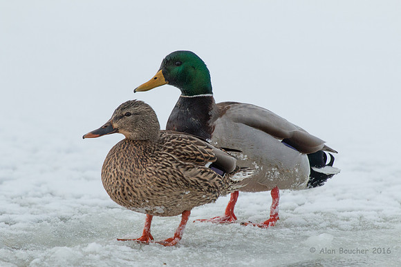 Mallards on Ice
