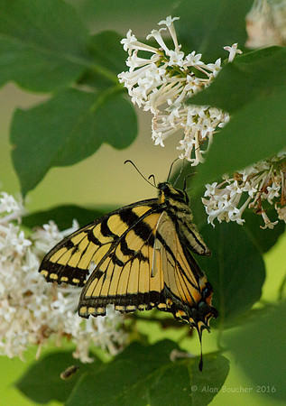 Eastern Tiger Swallowtail