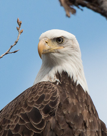 Bald Eagle