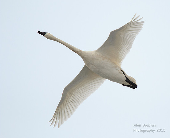 Trumpeter Swan flying over you