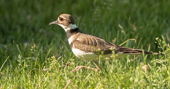 Killdeer