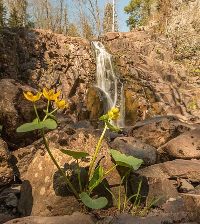 Marsh Marigolds by the River