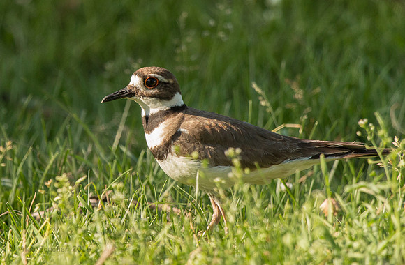 Killdeer