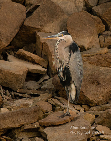 Great Blue Heron