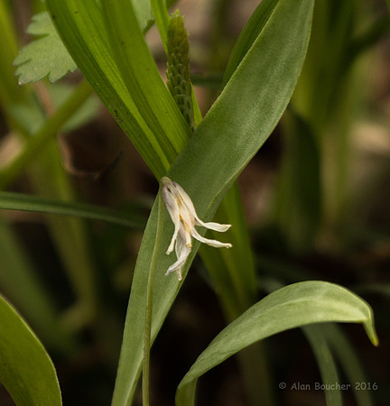 Dwarf Trout Lily