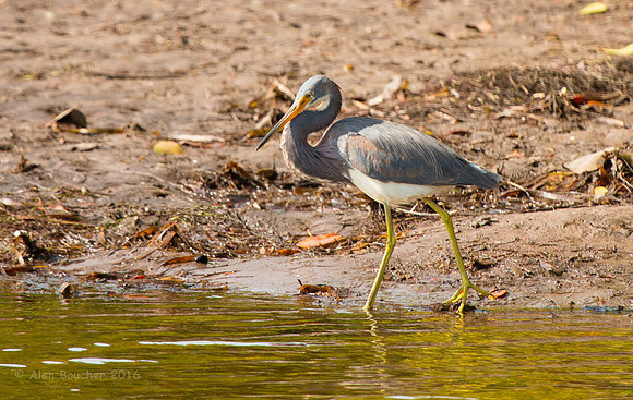 Little Blue Heron Stocking Prey