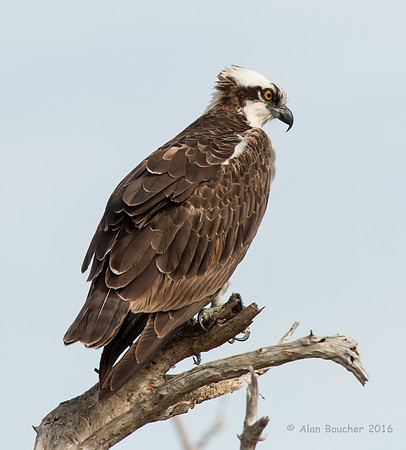 Osprey Looking Down