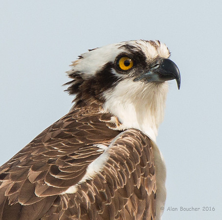 Osprey Spots Another