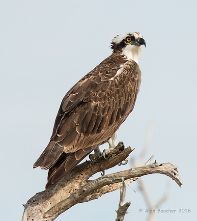 Osprey Spots Another