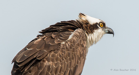 Ruffled Feathers