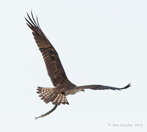 Osprey with a Fish