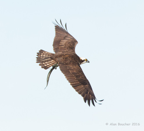 Osprey with a Fish