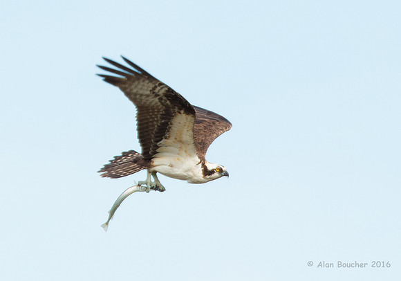 Osprey with a Fish