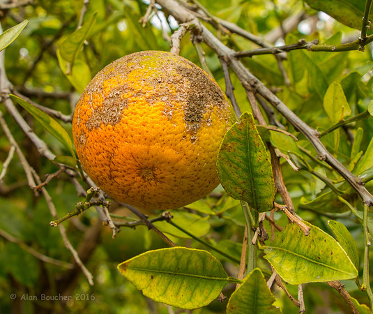 Florida Orange