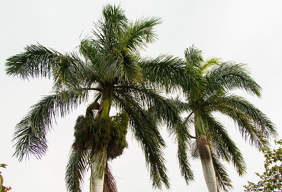 Palms