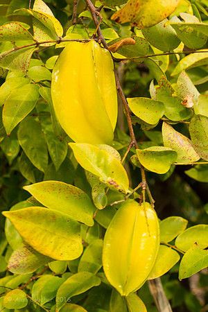 Star Fruit