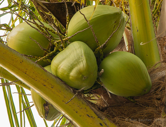Coconuts!
