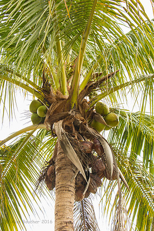 Coconuts!