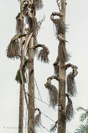 Shrunken Head Palm