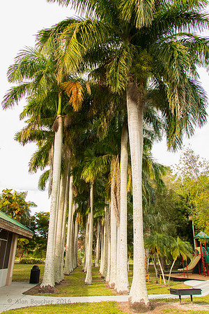 Tall Palms
