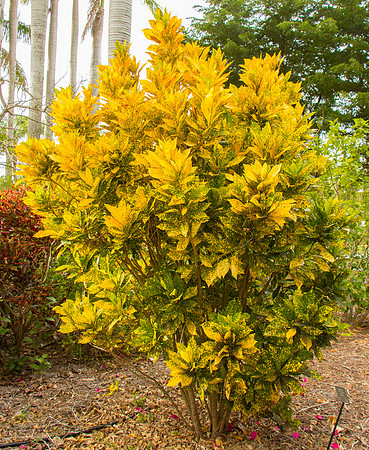 Speckled Bush
