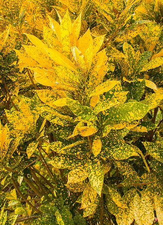Speckled Bush
