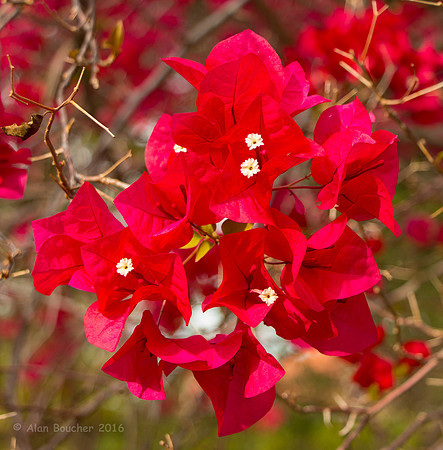 Red Flower Bush