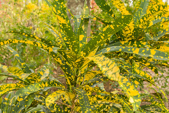 Speckled Bush