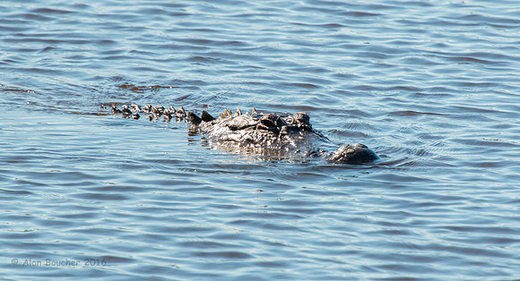Aligator Patroling