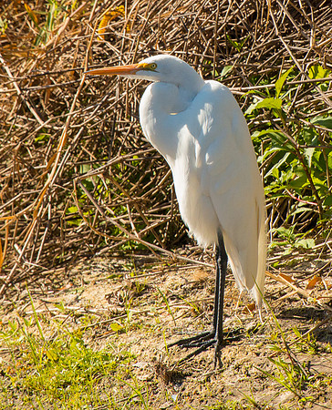 Great Egret on the Shore