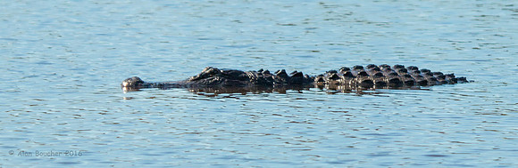 Aligator on the Prowl