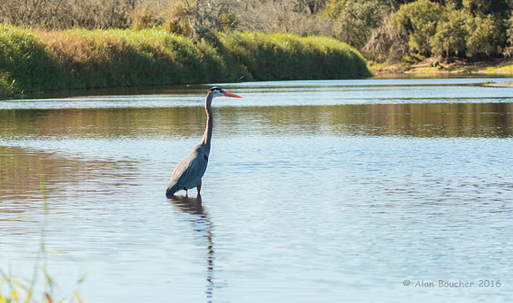 Great Blue Heron Fishing