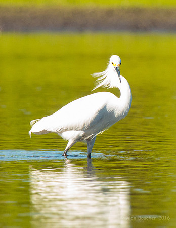 Egret Looking at You