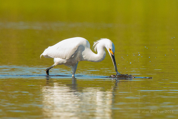 Egret Fishing