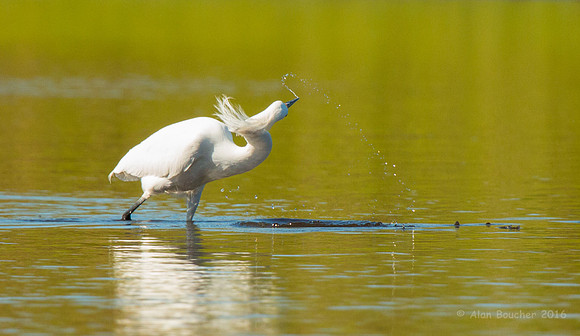 Egret Flipping Out