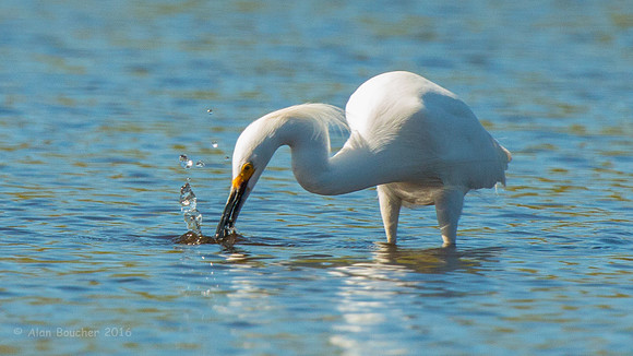 Egret Fishing