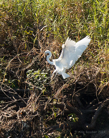 Egret Landing