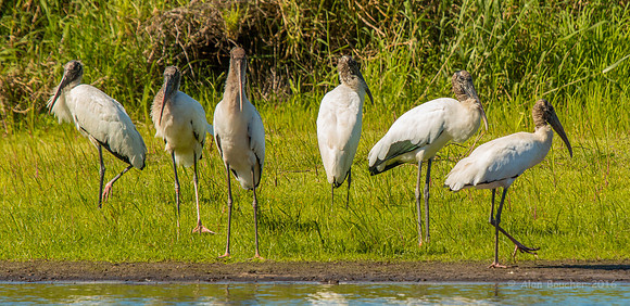 Wood Storks