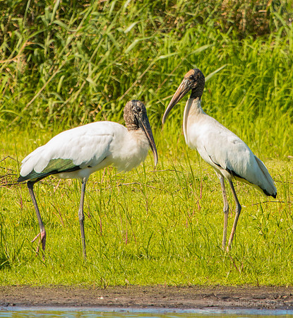 Wood Storks