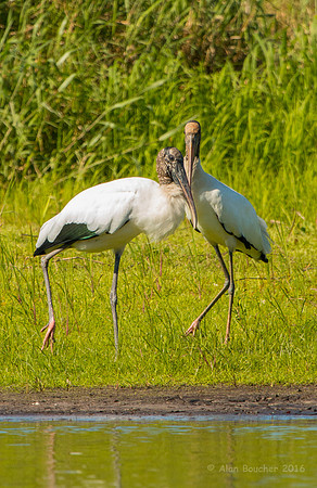 Wood Storks