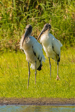 Wood Storks