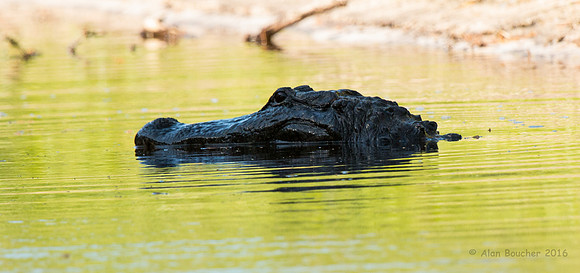 Giant Gator