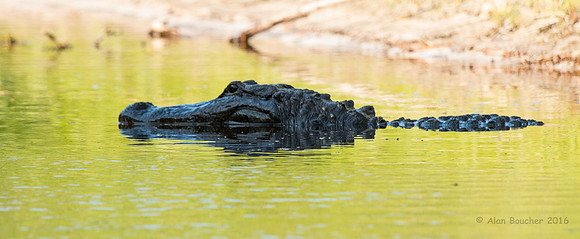Giant Gator