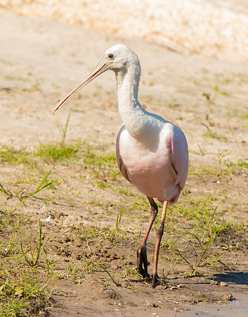 Spoonbill