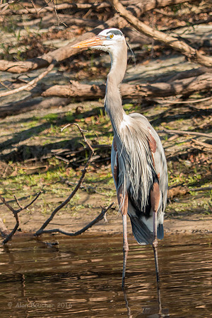 Great Blue Heron