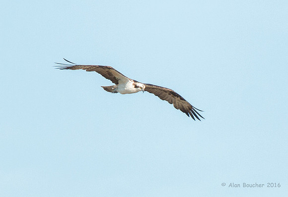 Osprey Searching for Fish